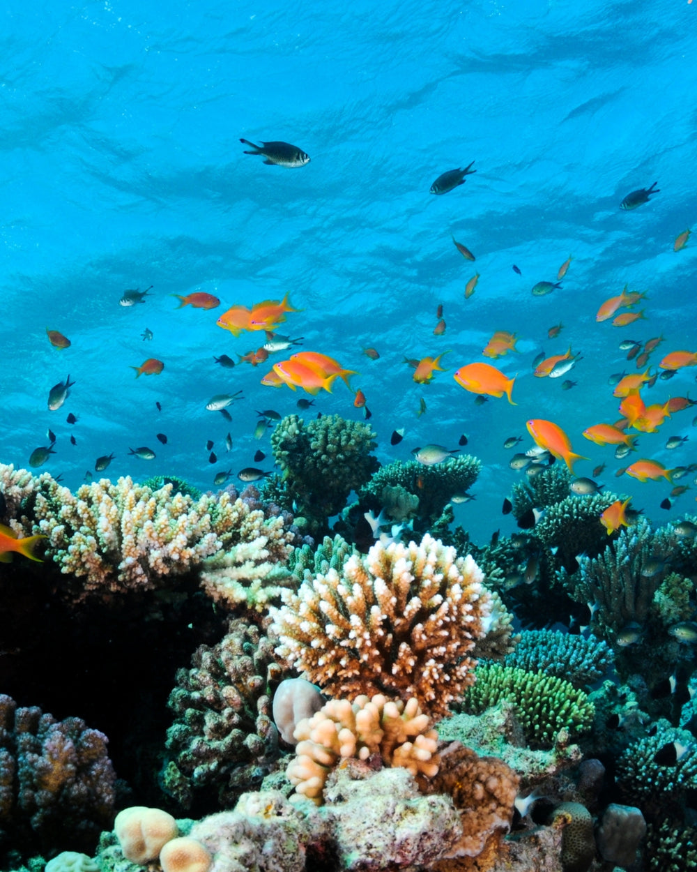 ¿Cómo saber si tu bloqueador solar es reef-safe?